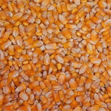 Yellow Dent Corn Dehydrated