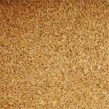 Oat Groats Organic