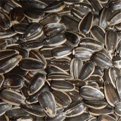 Avian Naturals Sunflower Seeds in Shell Organic