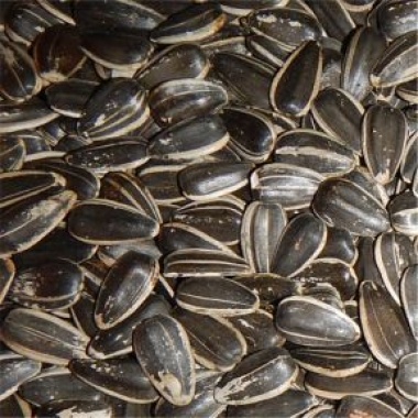 Avian Naturals Sunflower Seeds in Shell Organic