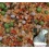 Avian Naturals Dehydrated Veggies Italian Mix