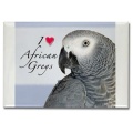 I Heart African Greys Magnet 