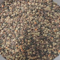 Crunchy Lentil Sprouts 1/2 lb